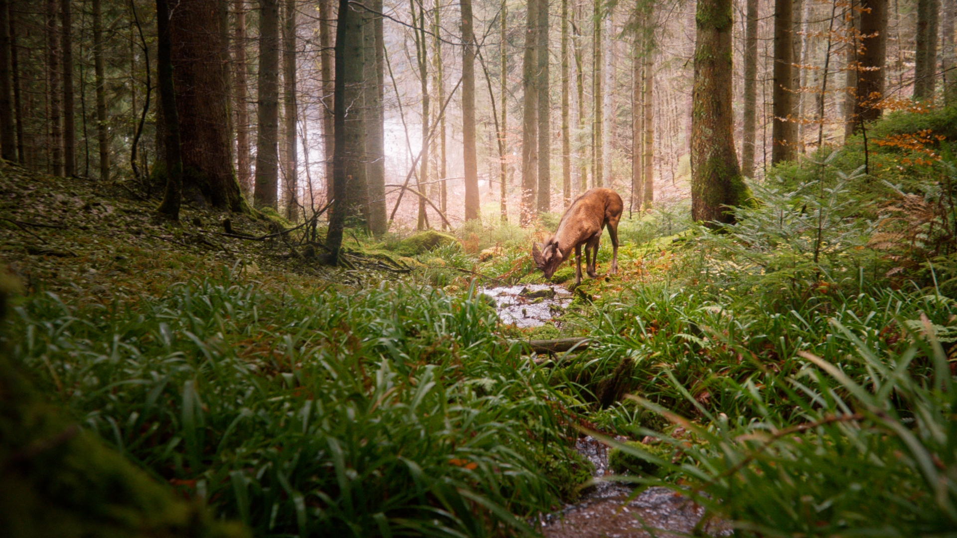 cervus_rostratus_the_beaked_deer_still_2 cervus_rostratus_the_beaked_deer_still_2